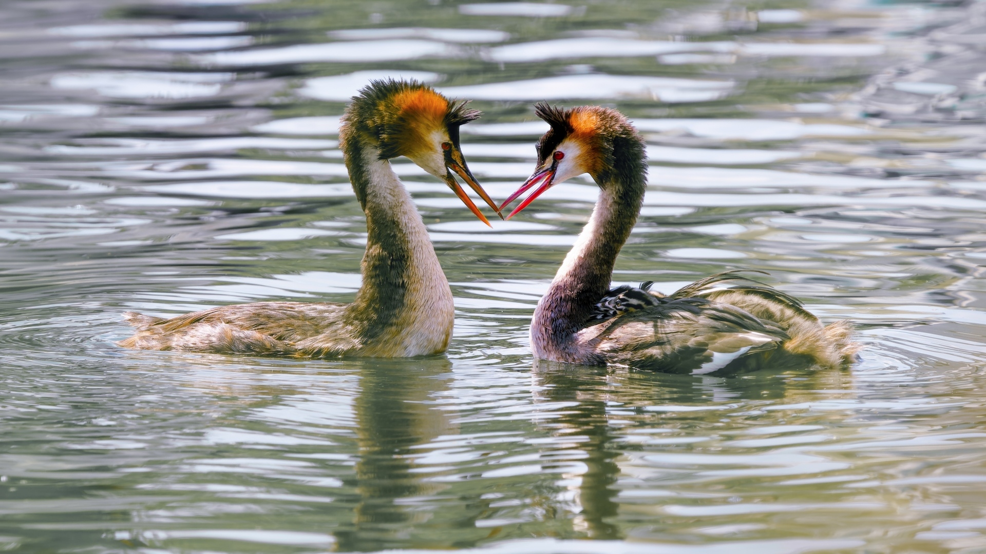 Две птицы поганки в воде