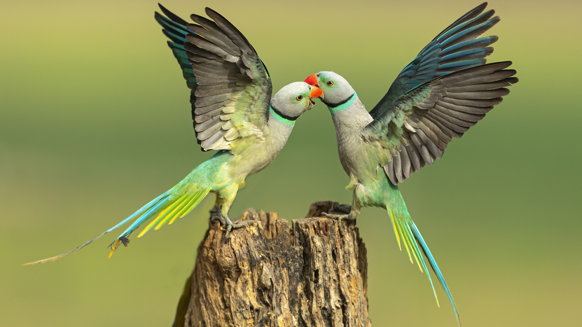 Два зеленых попугая на пне