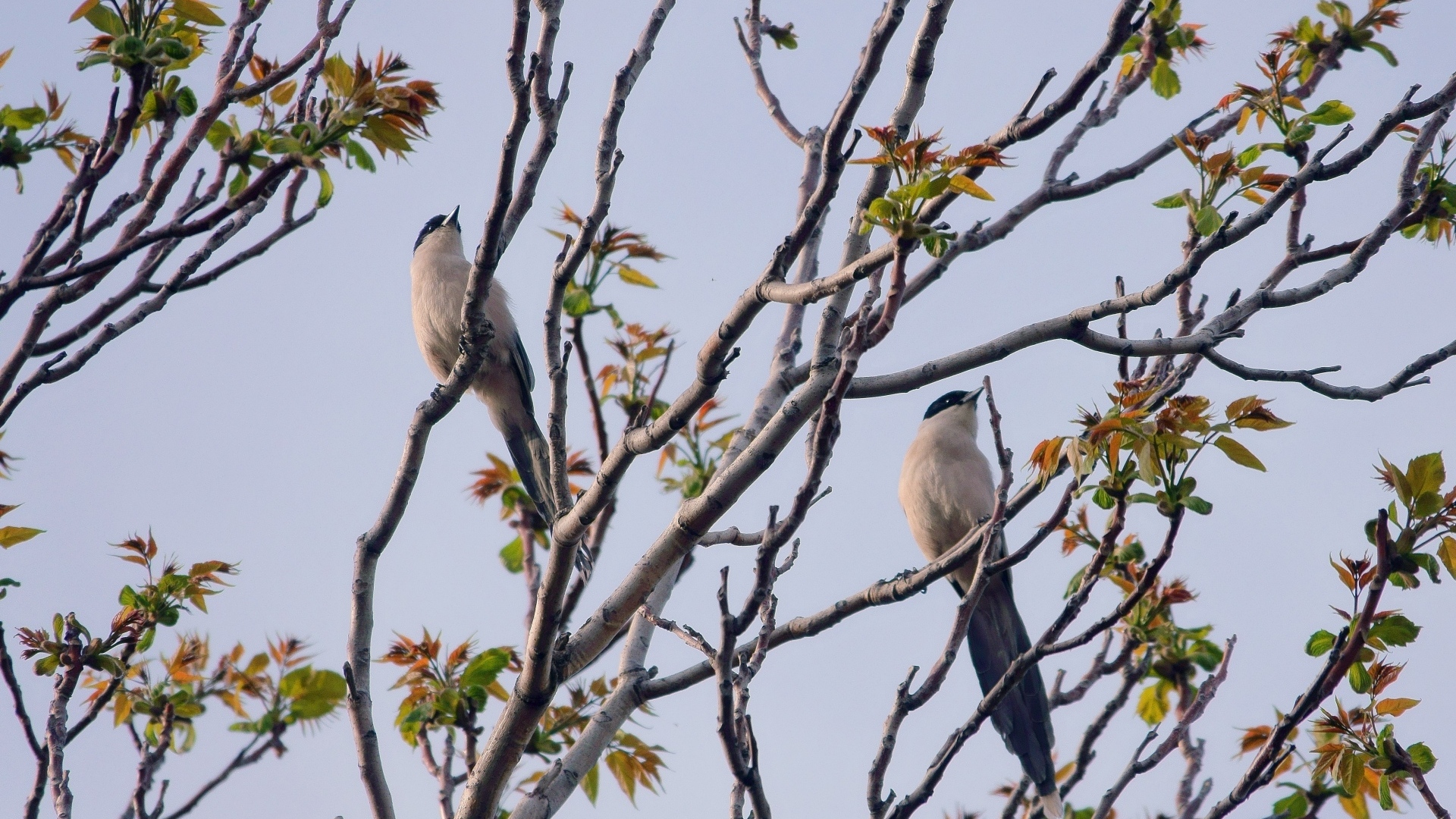 Две сороки сидят на ветках дерева 