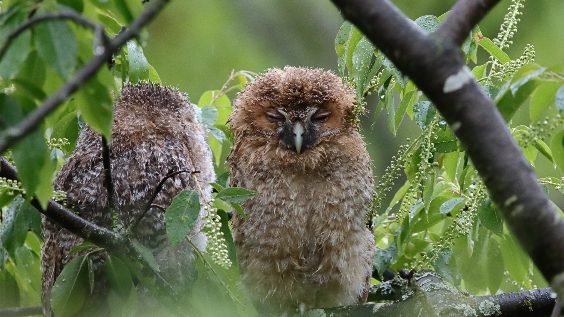 Две совы спят на ветке дерева