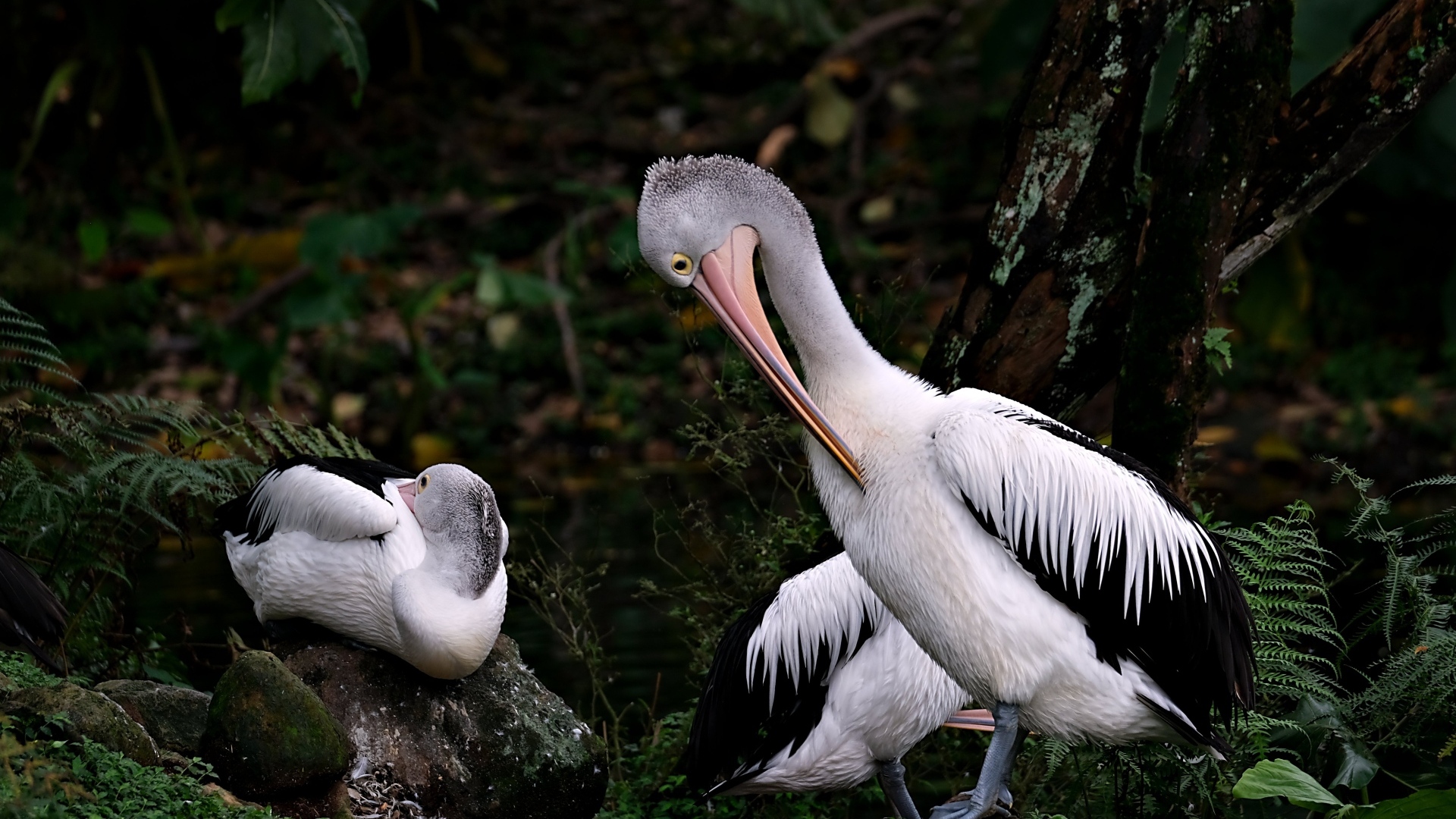 Два пеликана чистят перья
