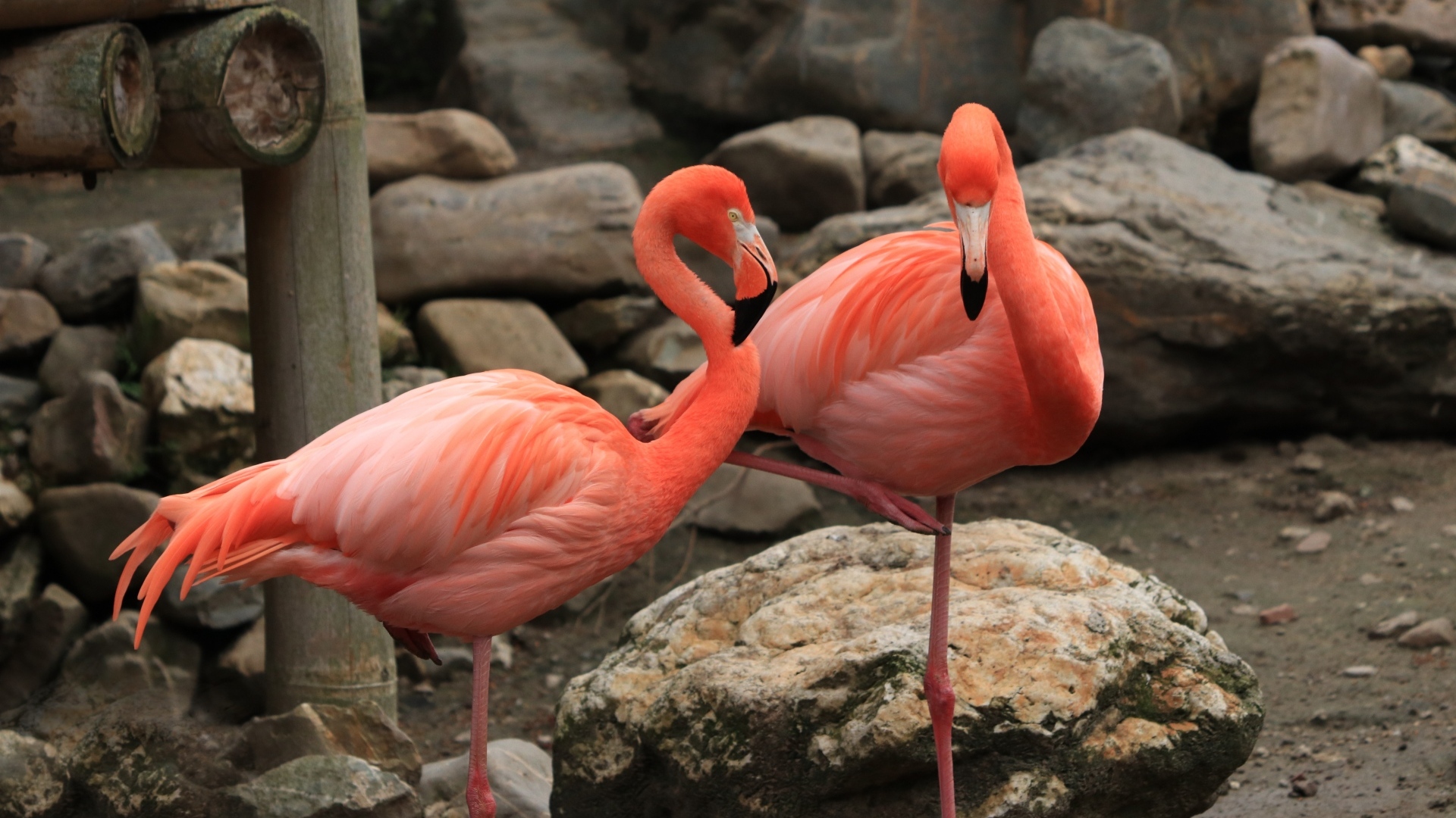 Два розовых фламинго стоят у камней