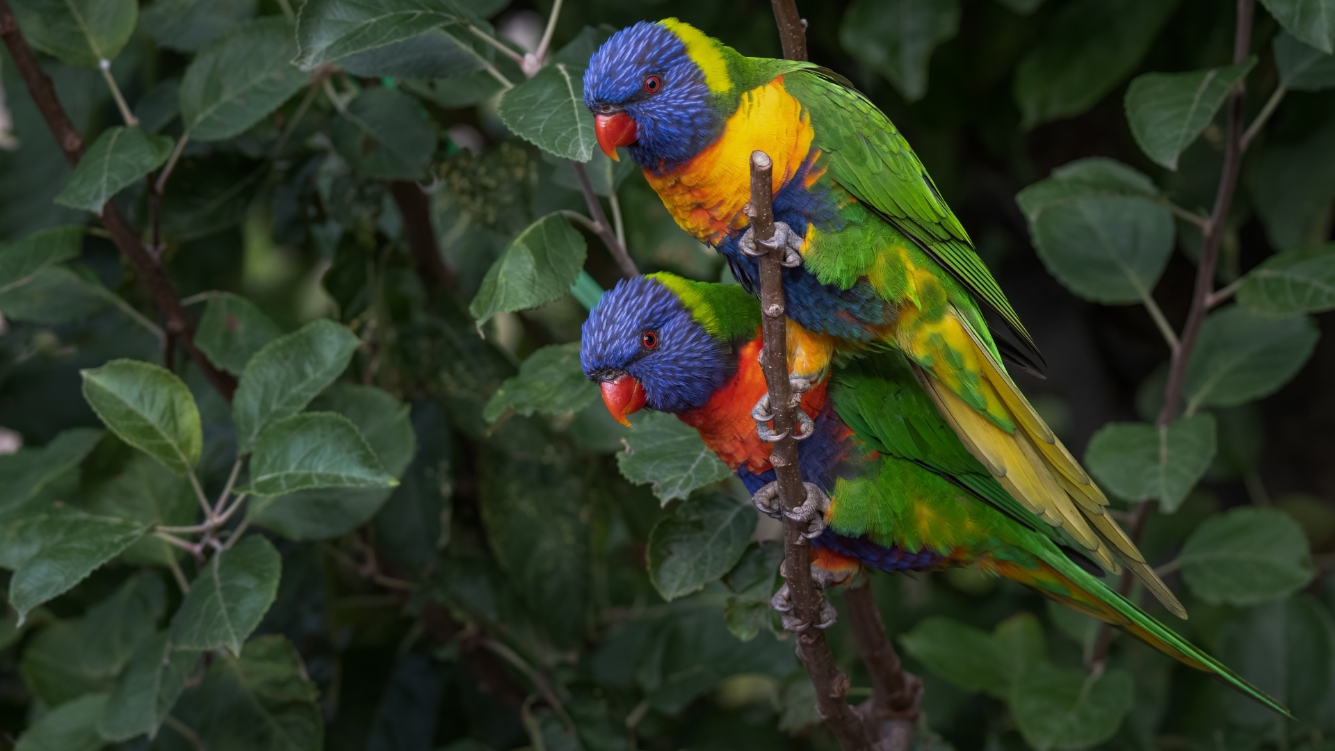 Два радужных лорикета на ветке дерева