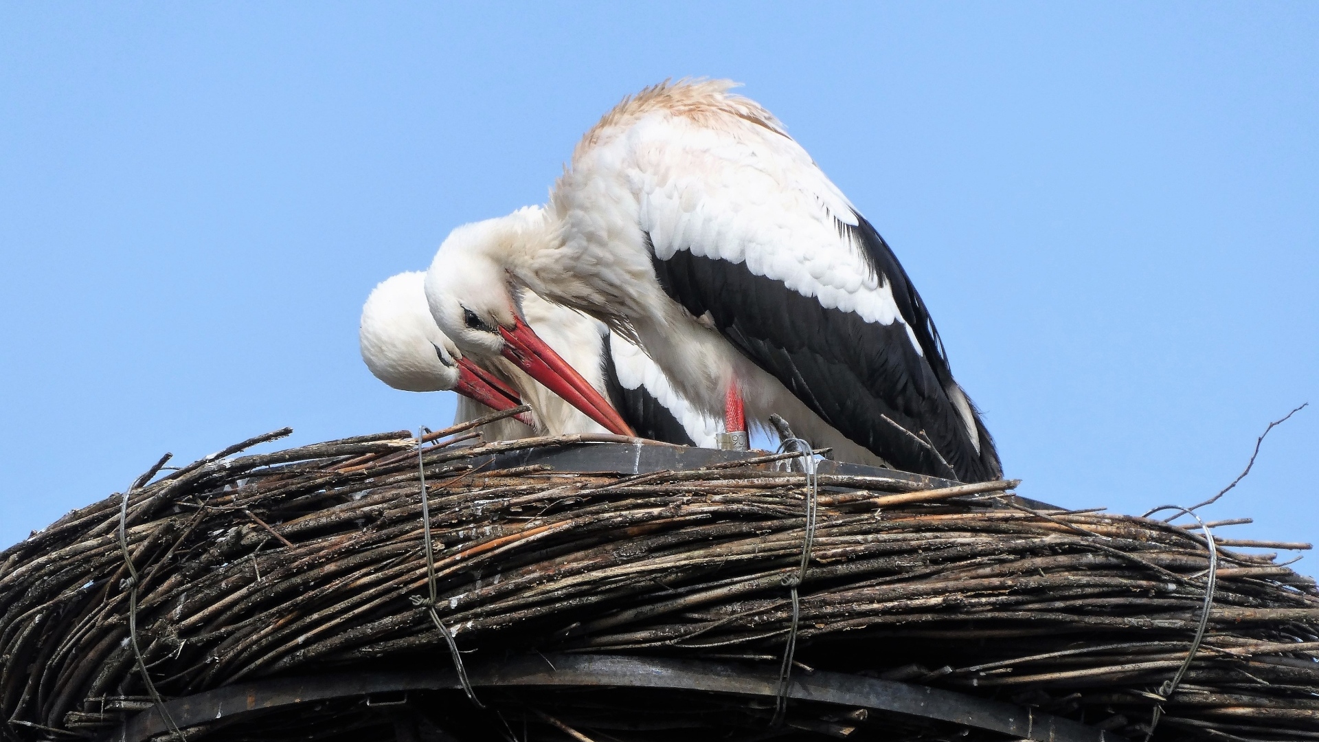 Два аиста в гнезде 
