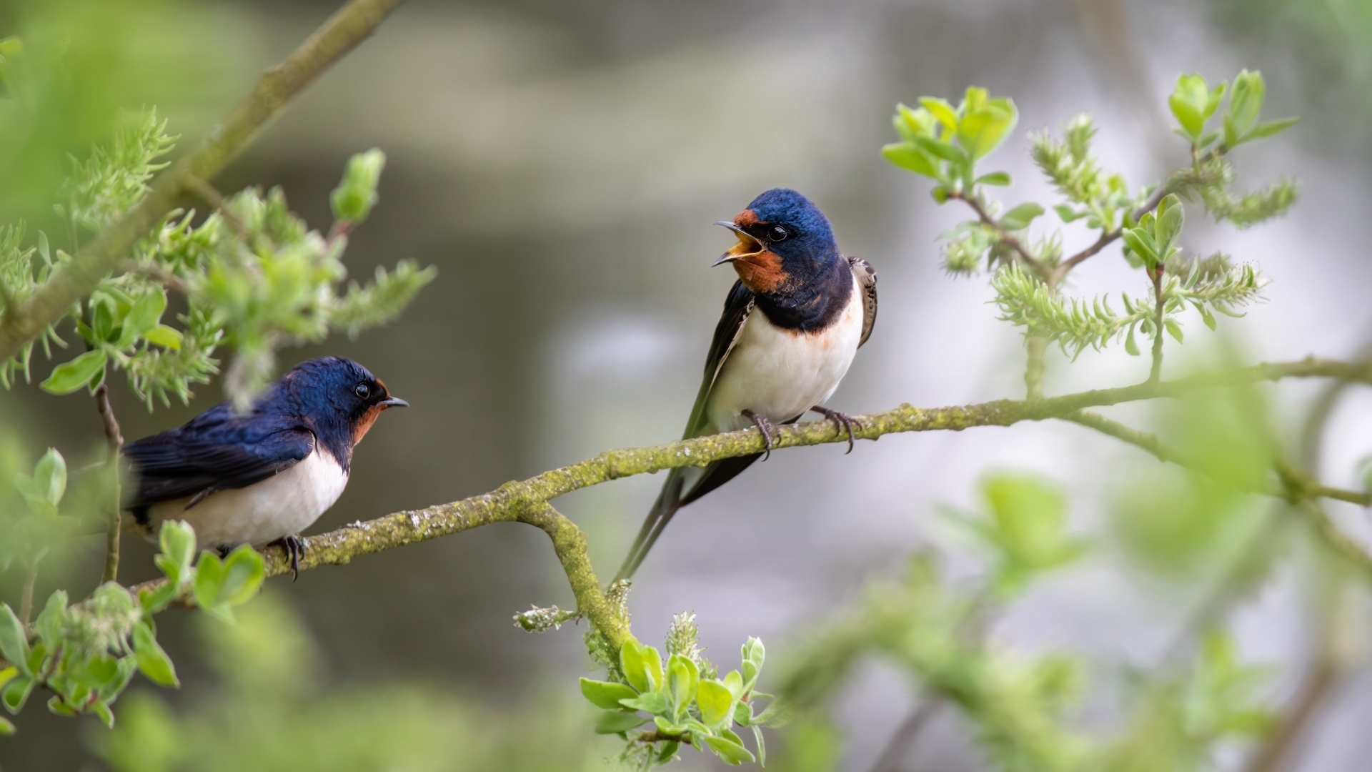 Две ласточки сидят на ветке дерева