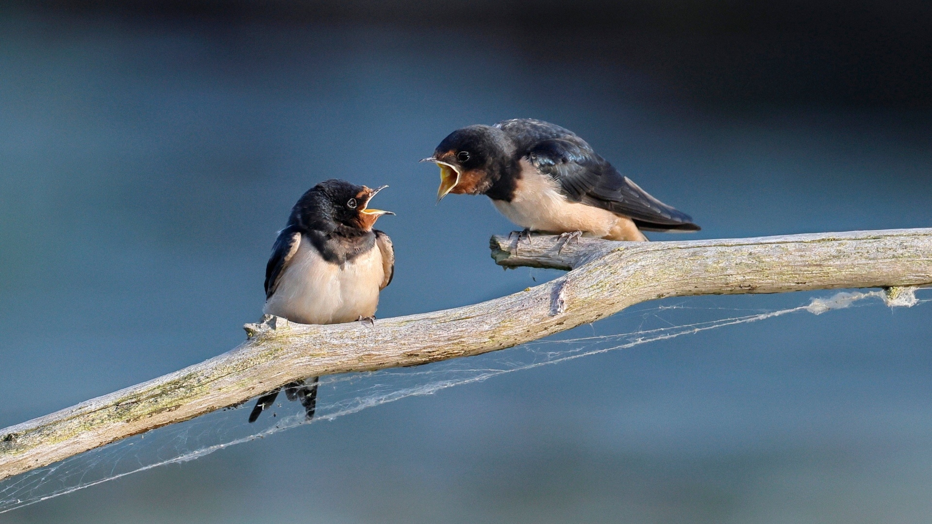Два стрижа ссорятся на ветке