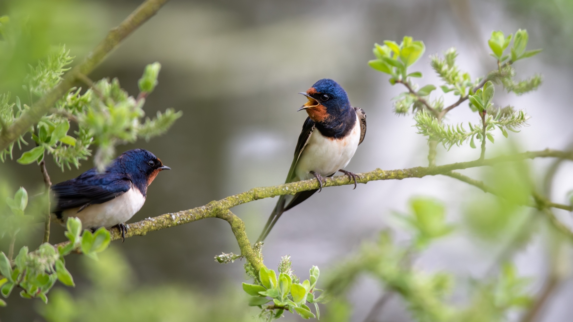 Два стрижа сидят на ветке дерева