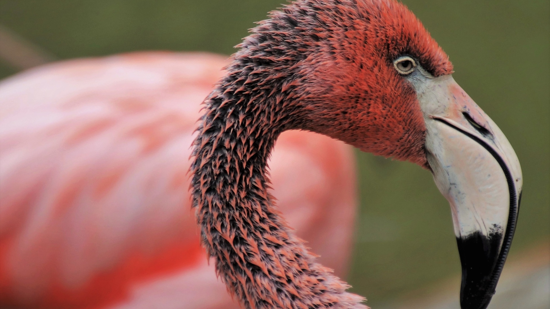 Мокрый розовый фламинго с большим клювом