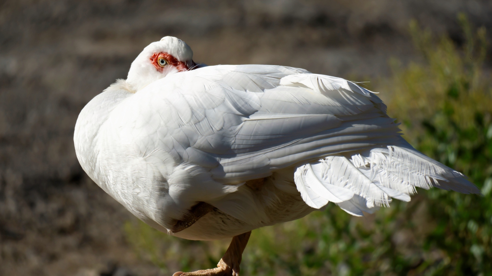 Белая утка греется на солнце