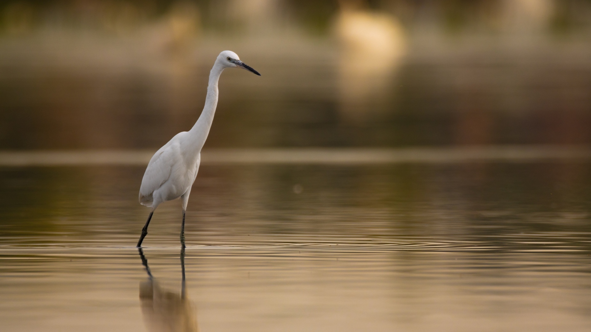 Белая цапля охотится в воде