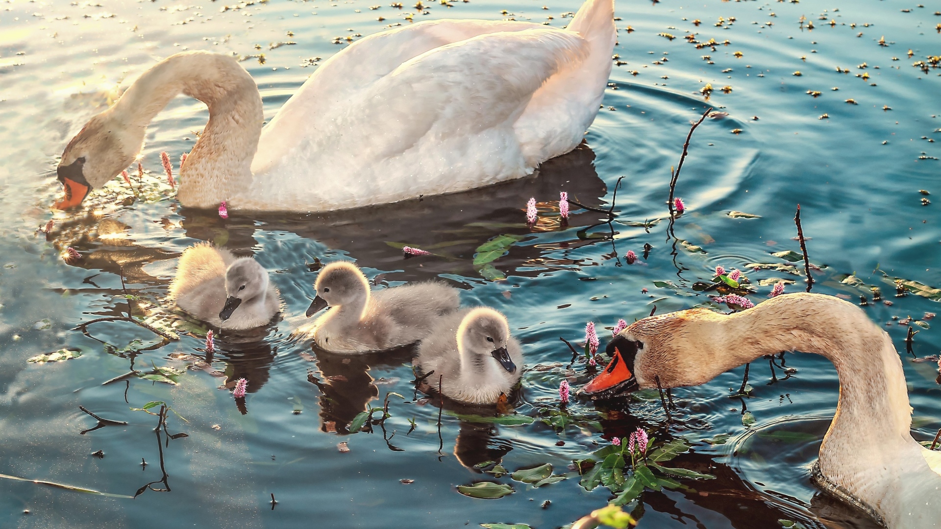 Белые лебеди с птенцами в воде