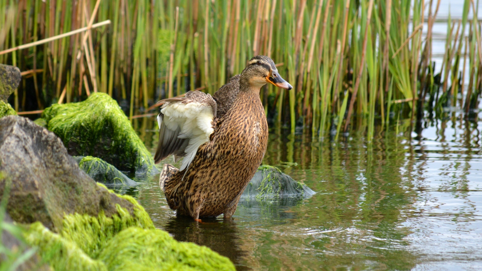 Дикая утка в воде на берегу озера