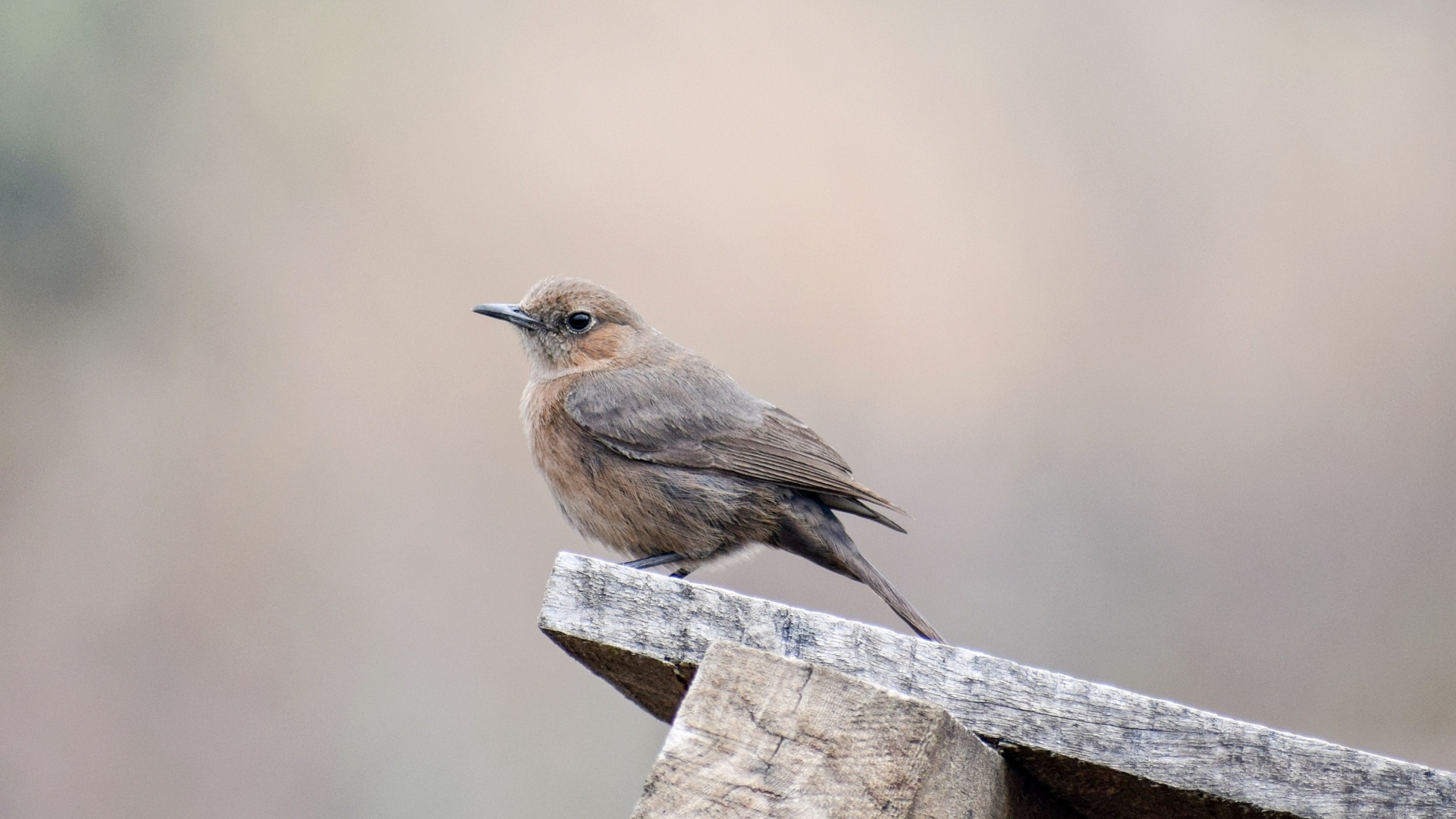 Птица крапивник сидит на  деревянной планке