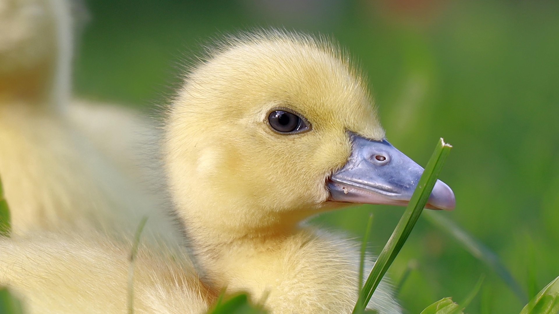 Желтый утенок в траве крупным планом