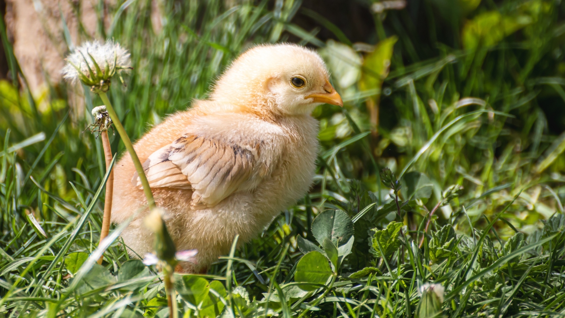 Желтый маленький цыпленок сидит в зеленой траве