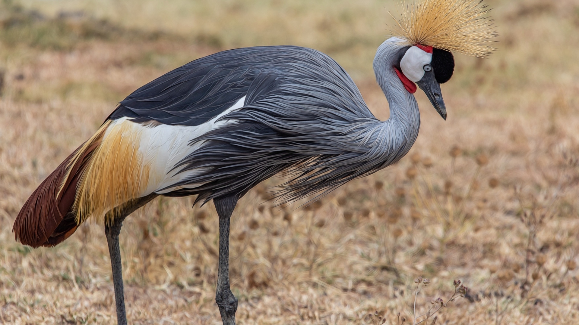Красивый венценосный журавль