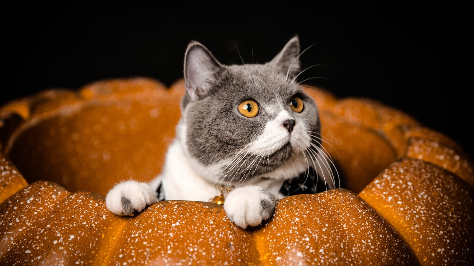 Породистый кот с желтыми глазами сидит в тыкве