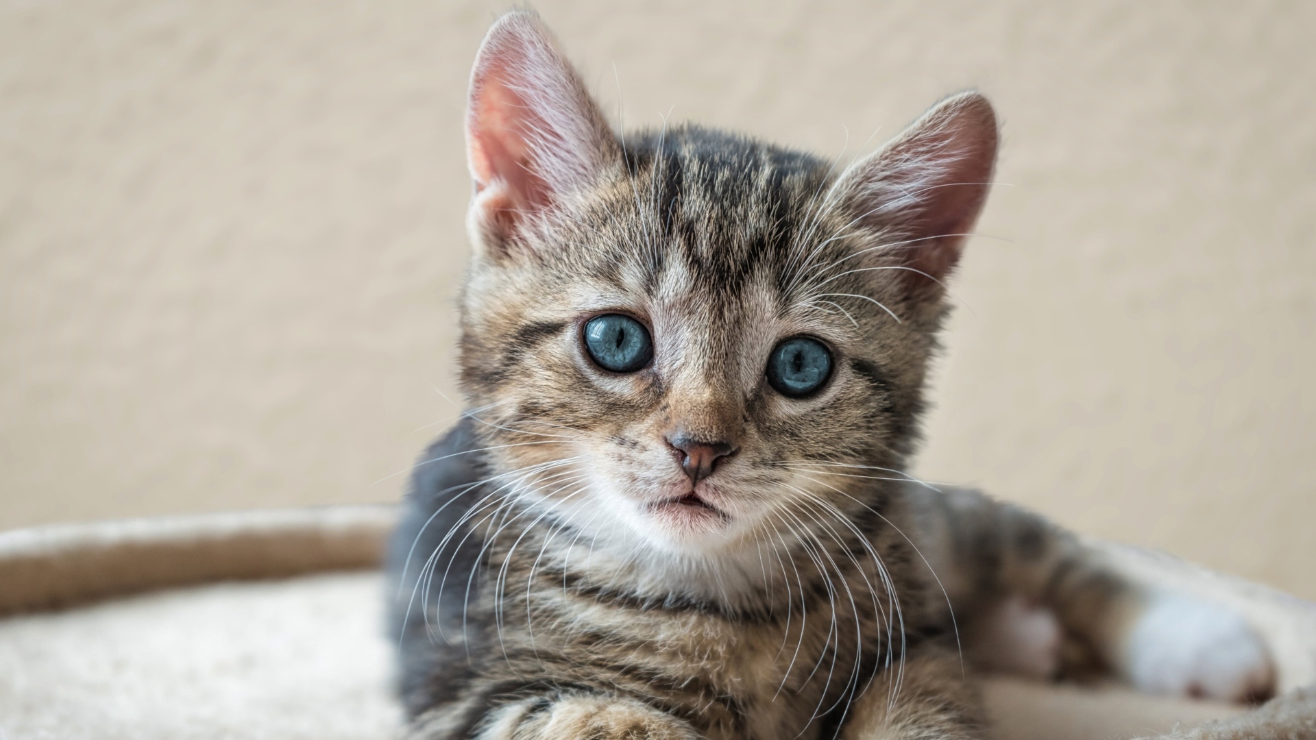 Маленький серый голубоглазый котенок лежит на лежанке