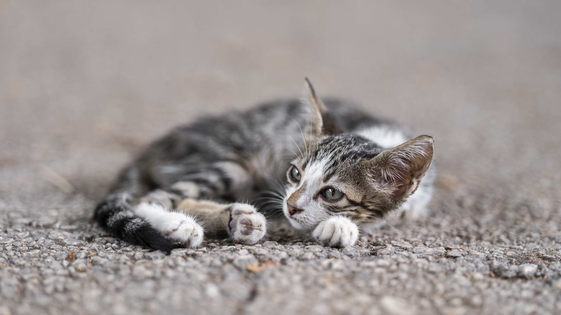 Маленький серый котенок лежит на асфальте