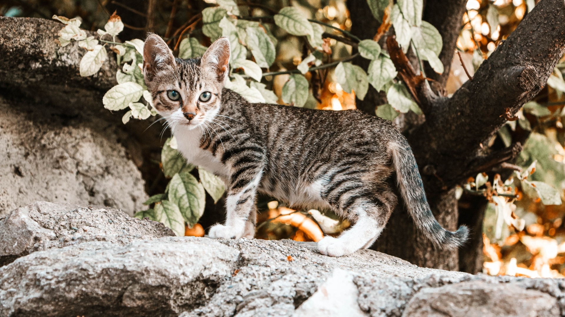 Маленький серый котенок стоит на камне