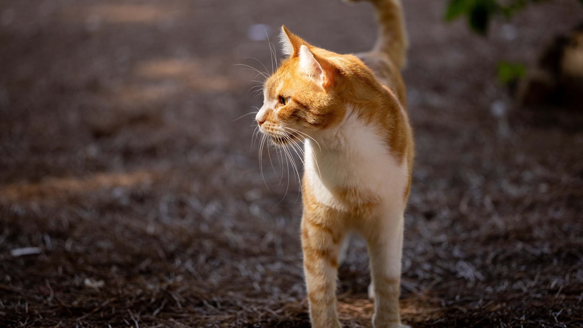 Красивый рыжий кот в лучах солнца