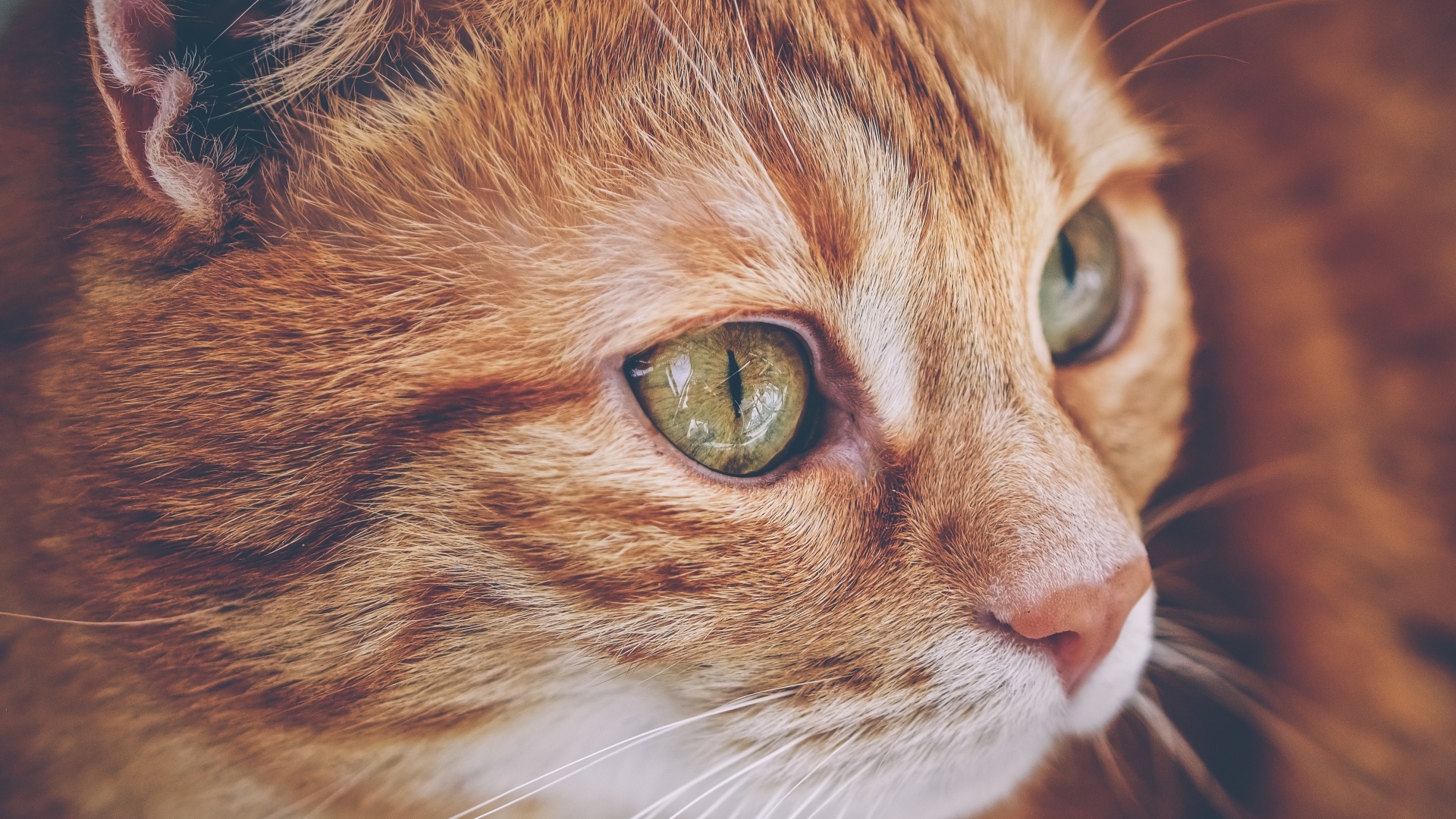 Красивый рыжий кот с большими зелеными глазами