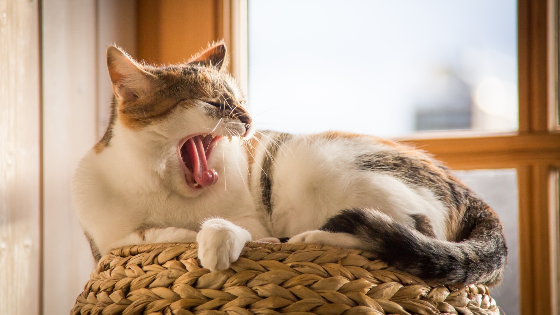 Большой домашний кот зевает у окна