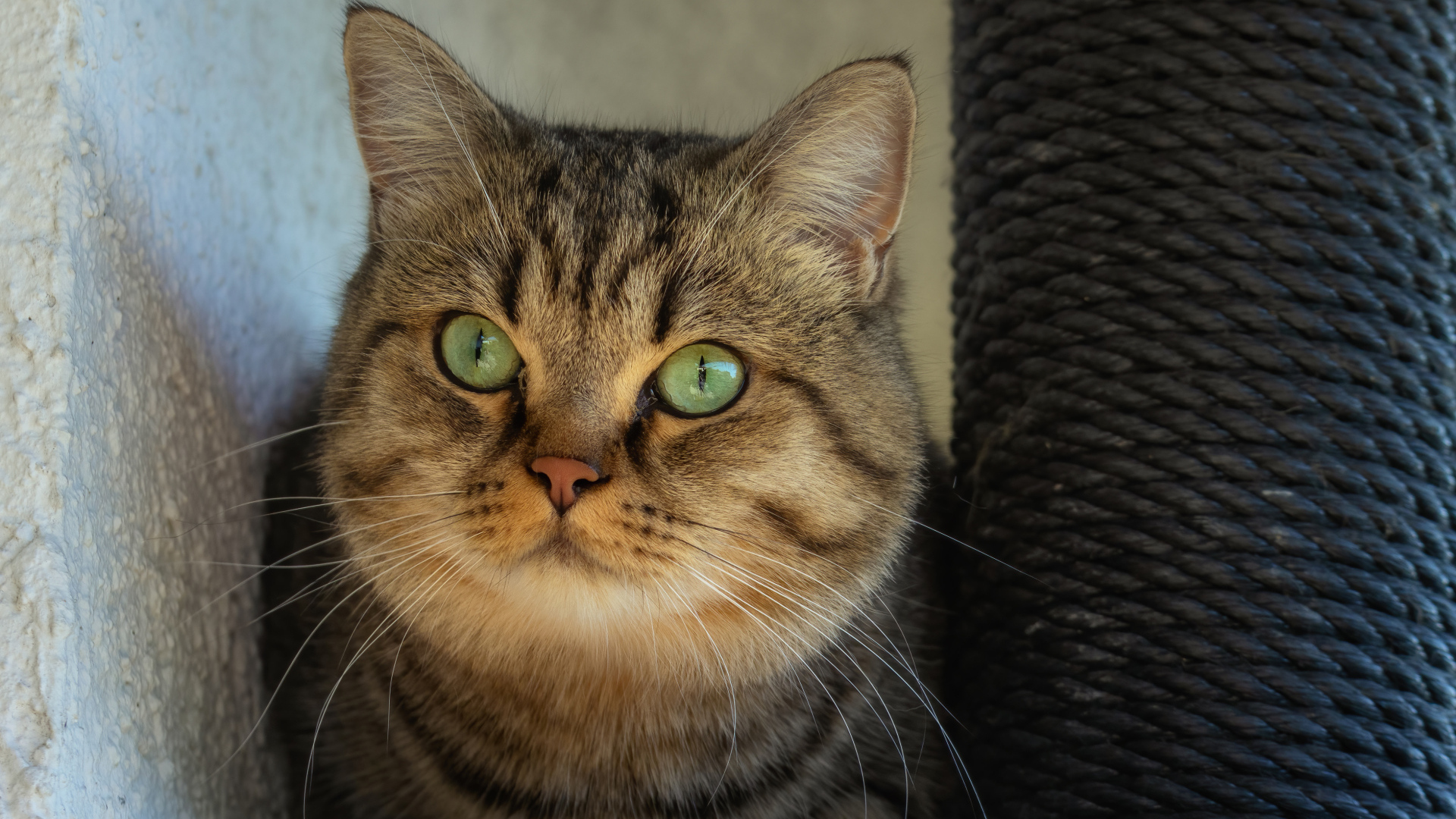 Большой серый кот с зелеными глазами