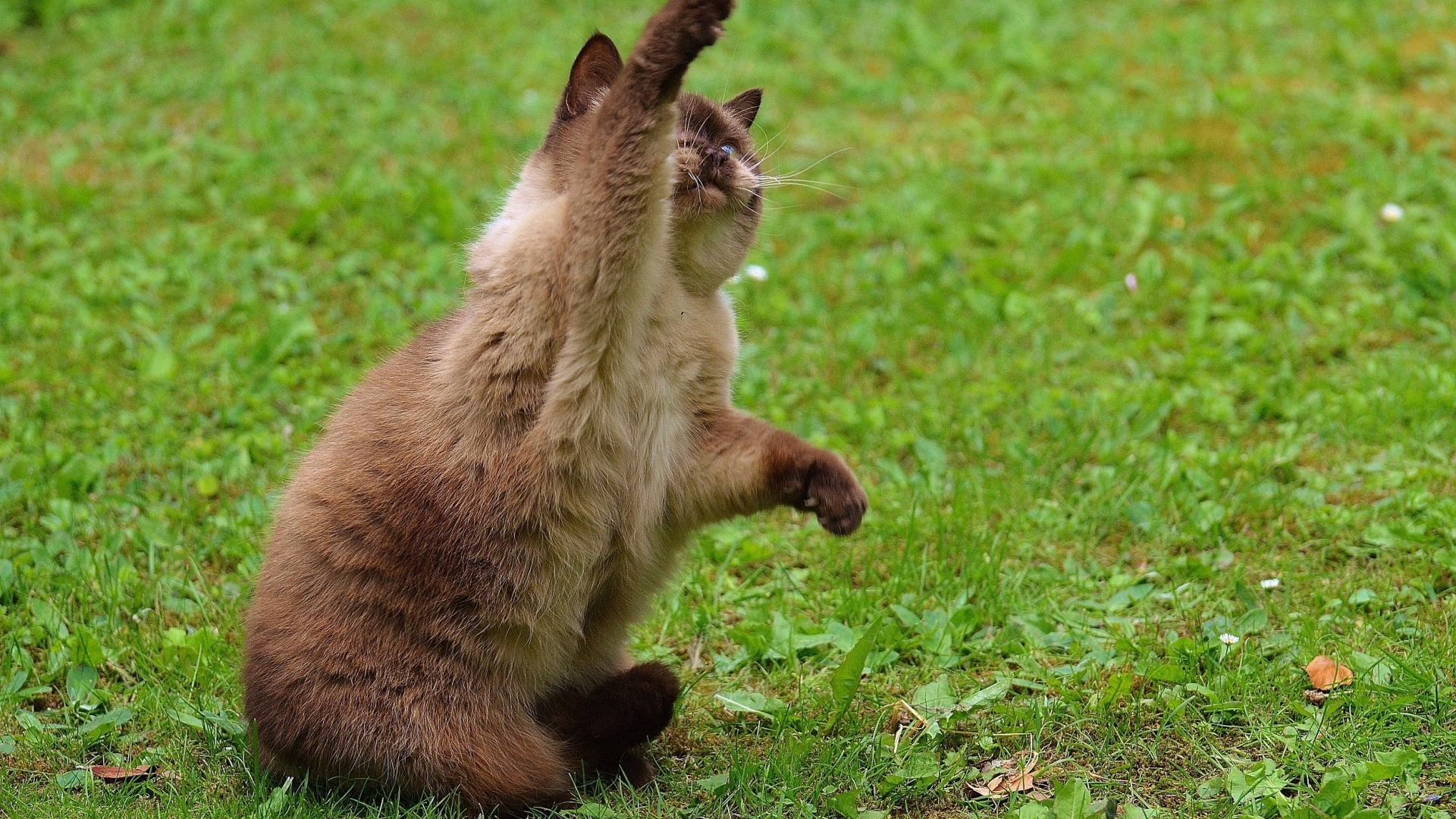 Котенок британской короткошерстной кошки с поднятой лапой