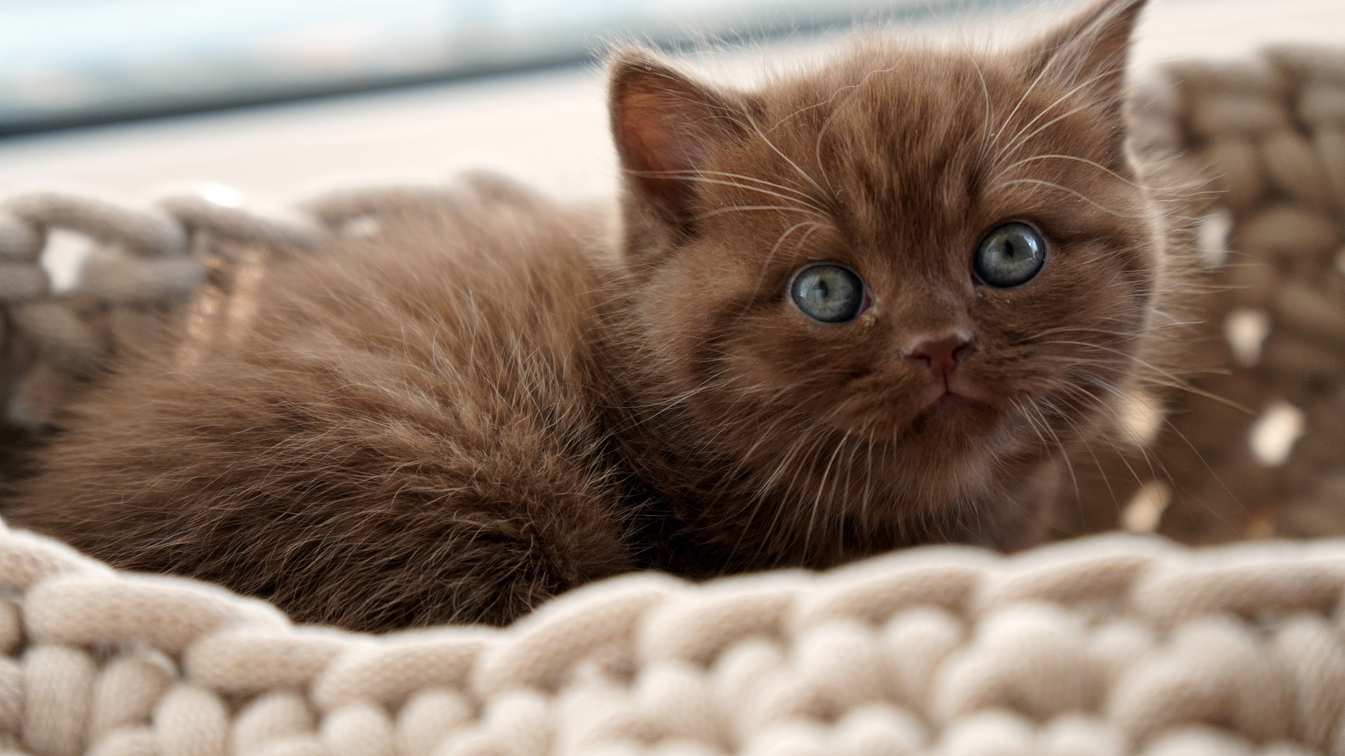 Милый котенок породы британская короткошерстная