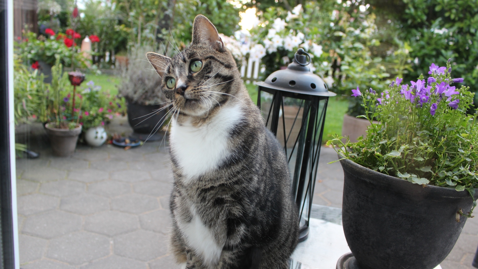 Милый серый домашний кот у клумбы