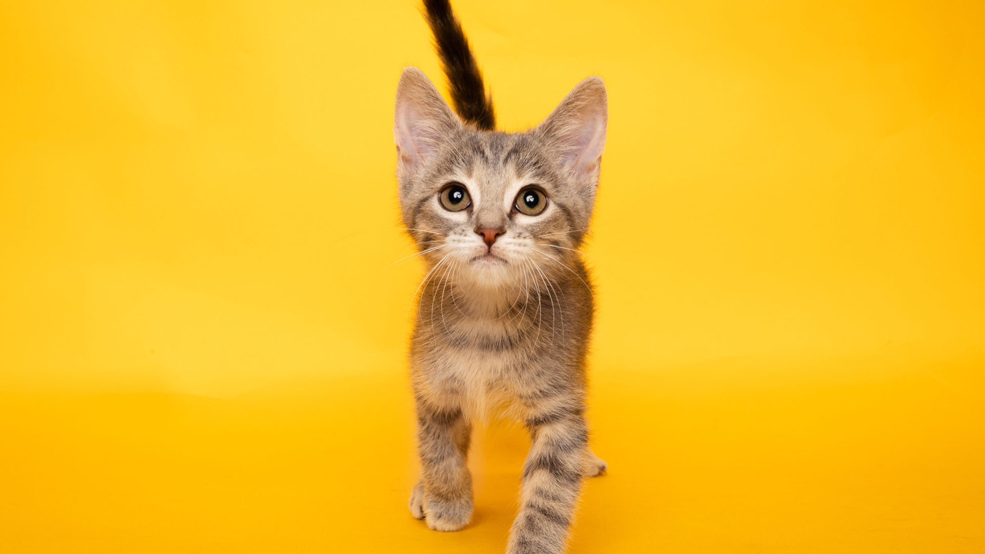 Cute gray kitten on an orange background