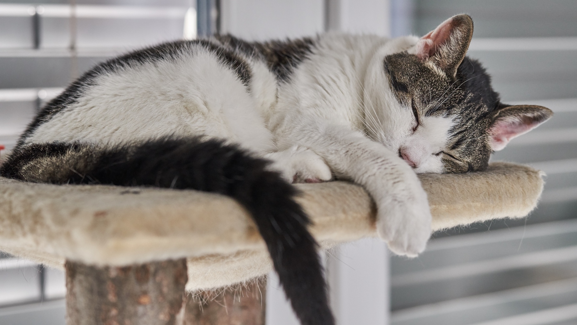 Домашний кот спит на лежанке