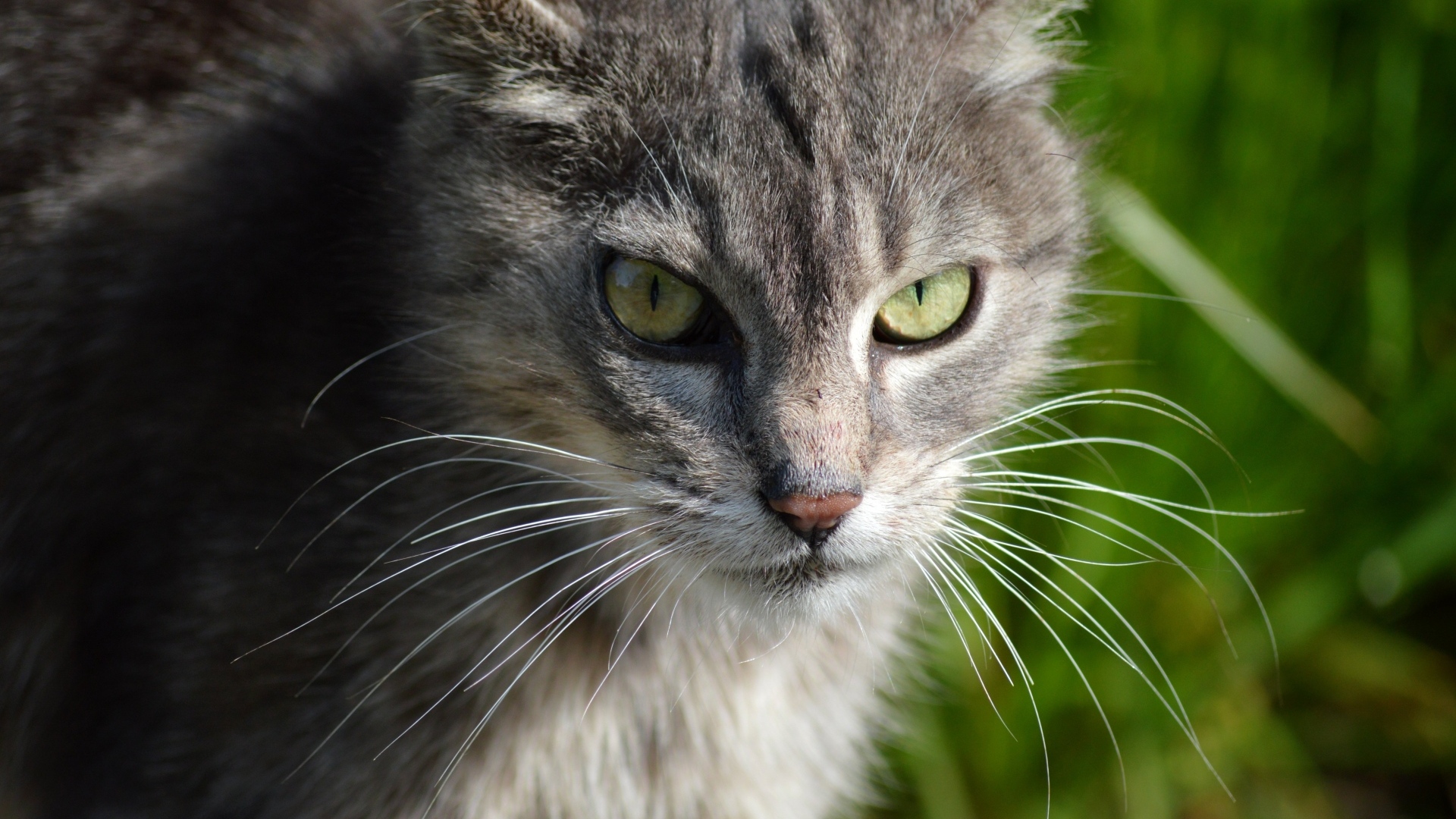 Серый кот с зелеными глазами на улице