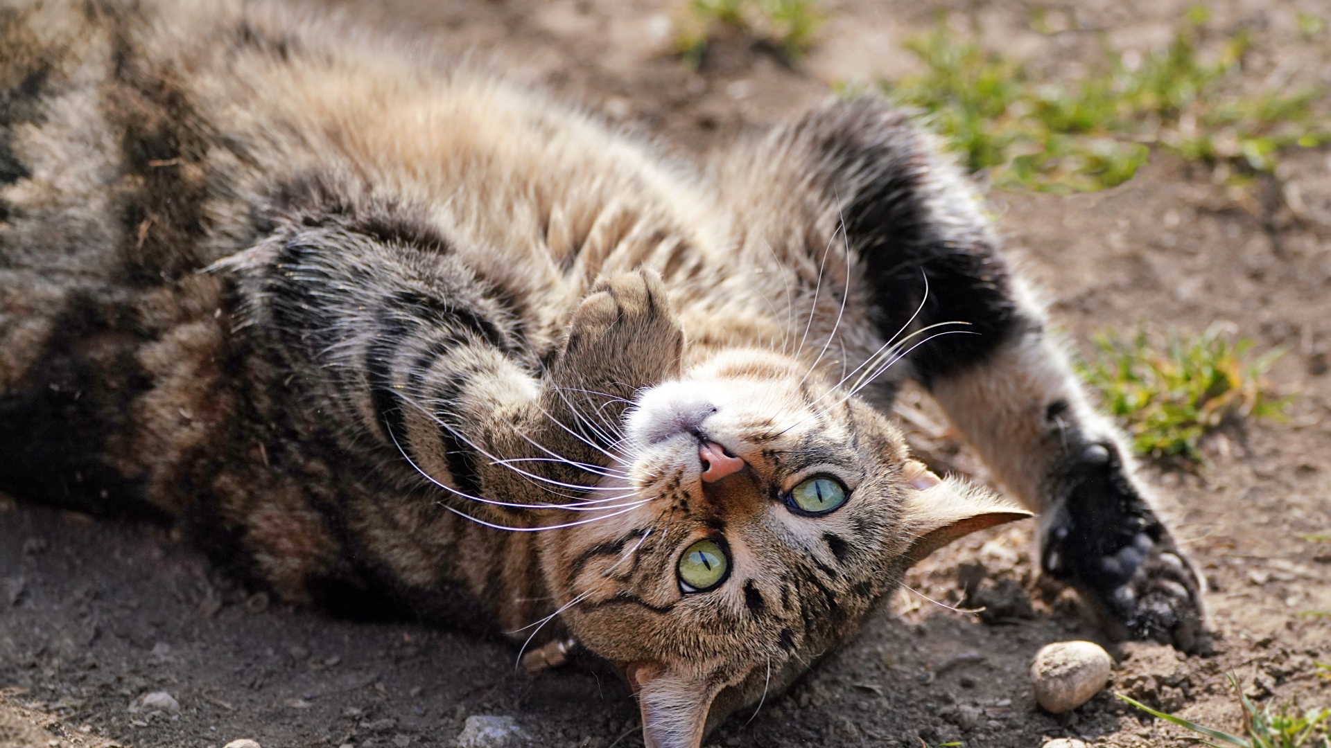 Серый зеленоглазый кот лежит на земле