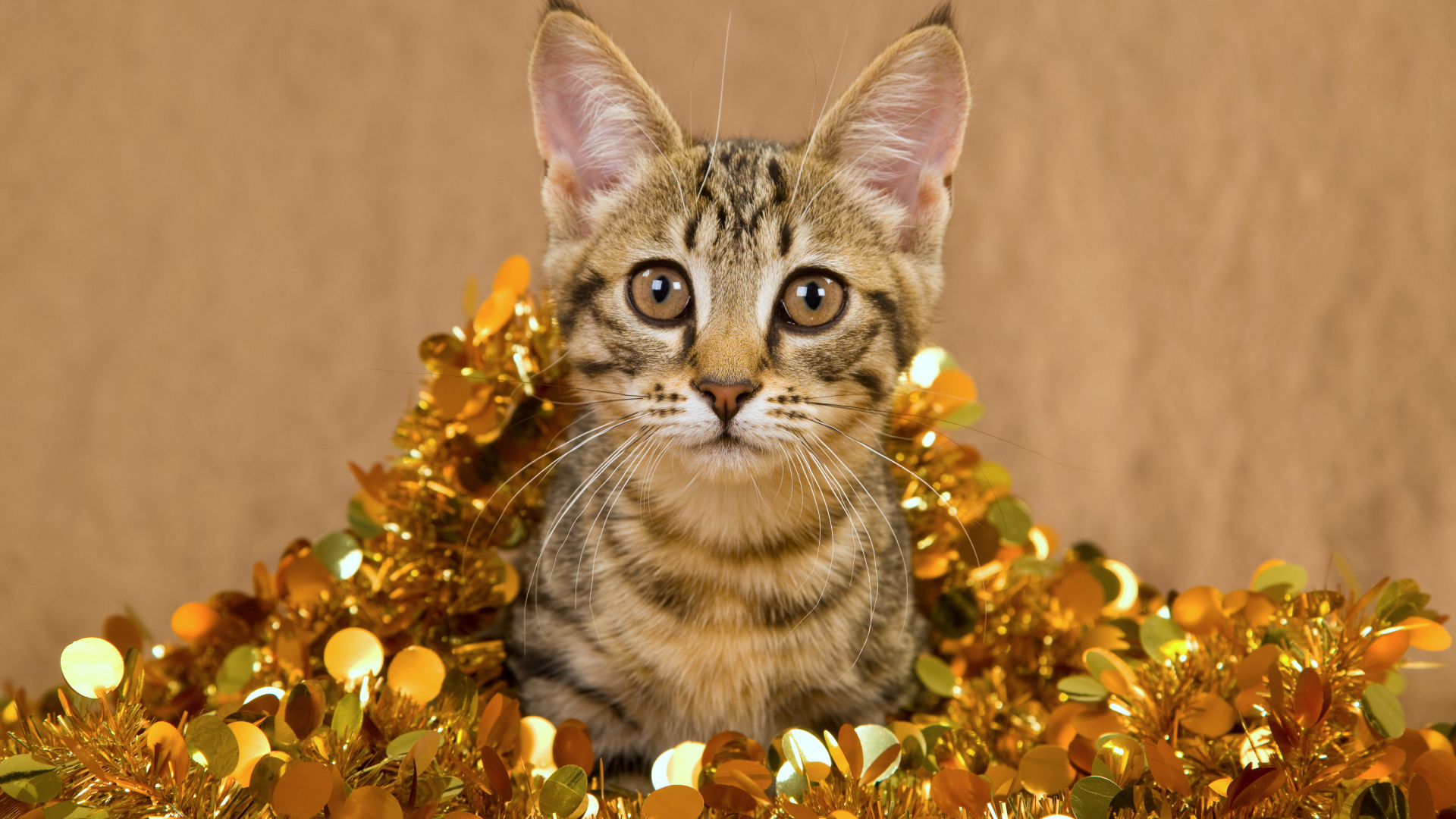 Котенок в новогодней мишуре