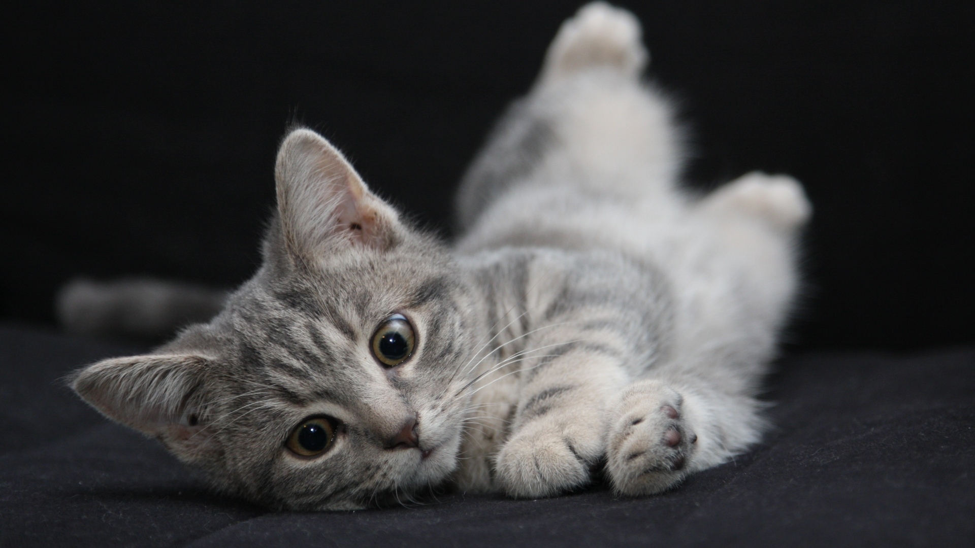 Маленький серый котенок на черном покрывале