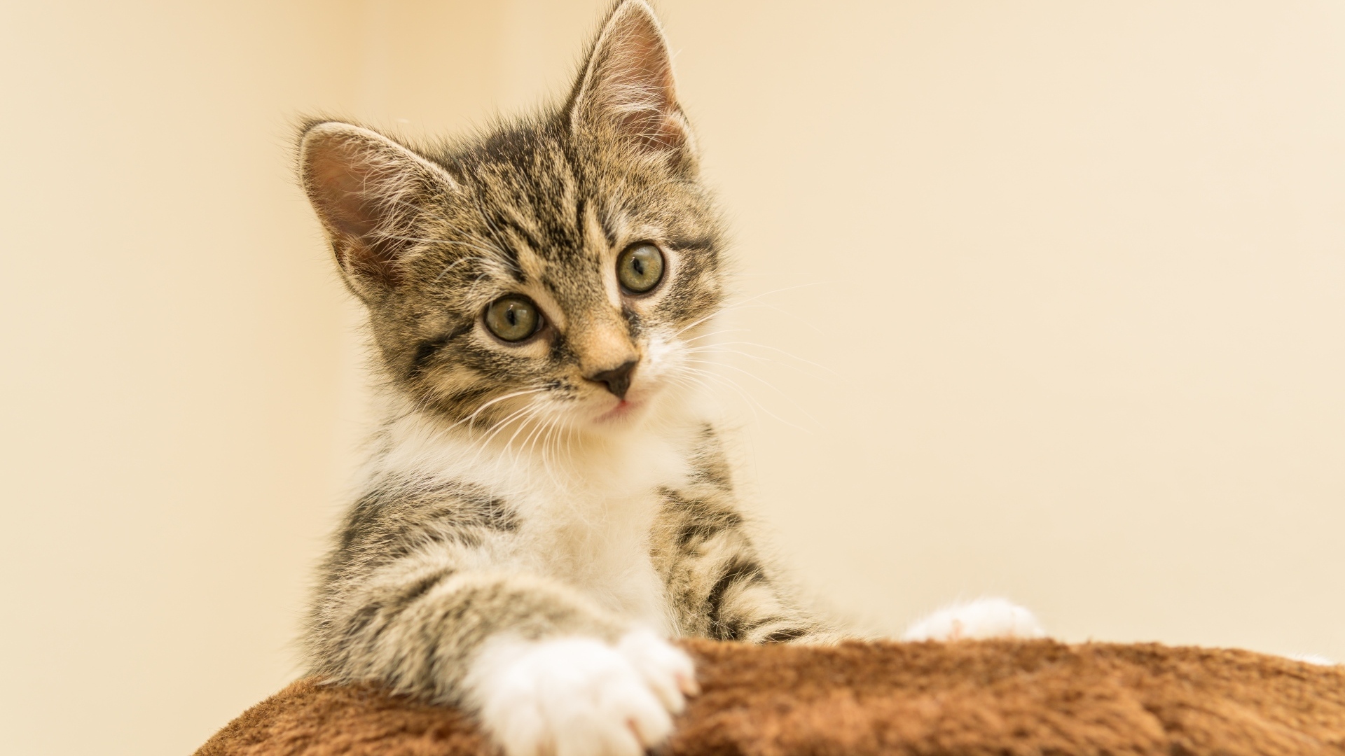 Маленький котенок лежит на подушке