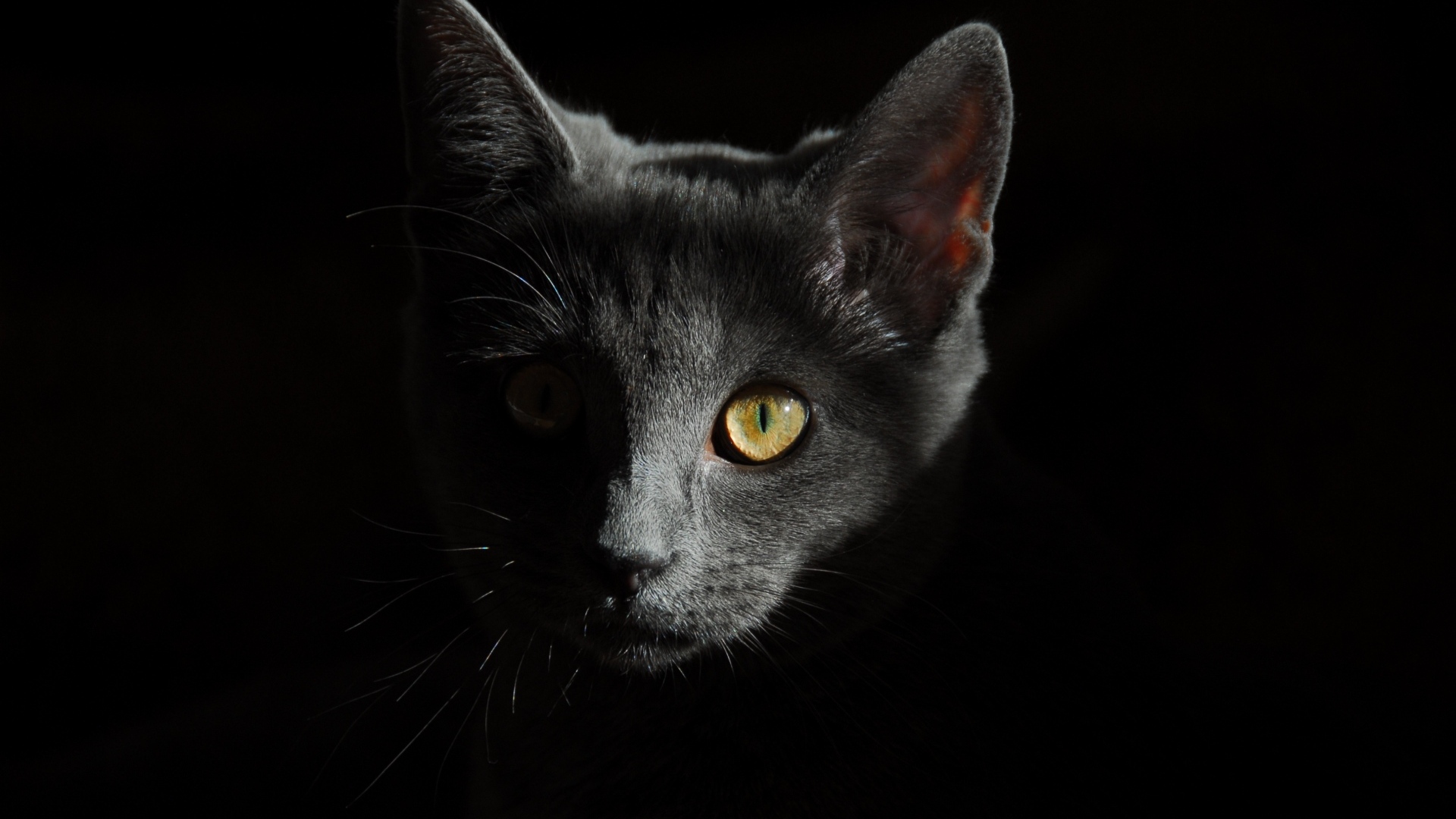 Морда серого котенка на черном фоне крупным планом