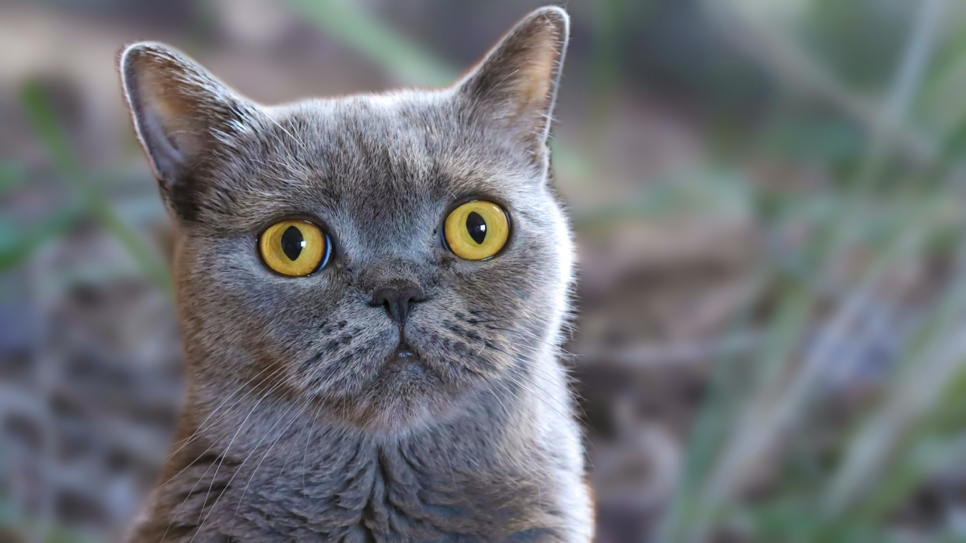 Породистый британский кот с большими желтыми глазами