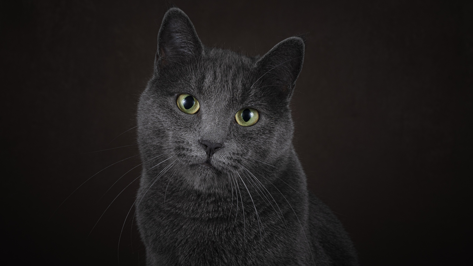 Русская голубая кошка на черном фоне