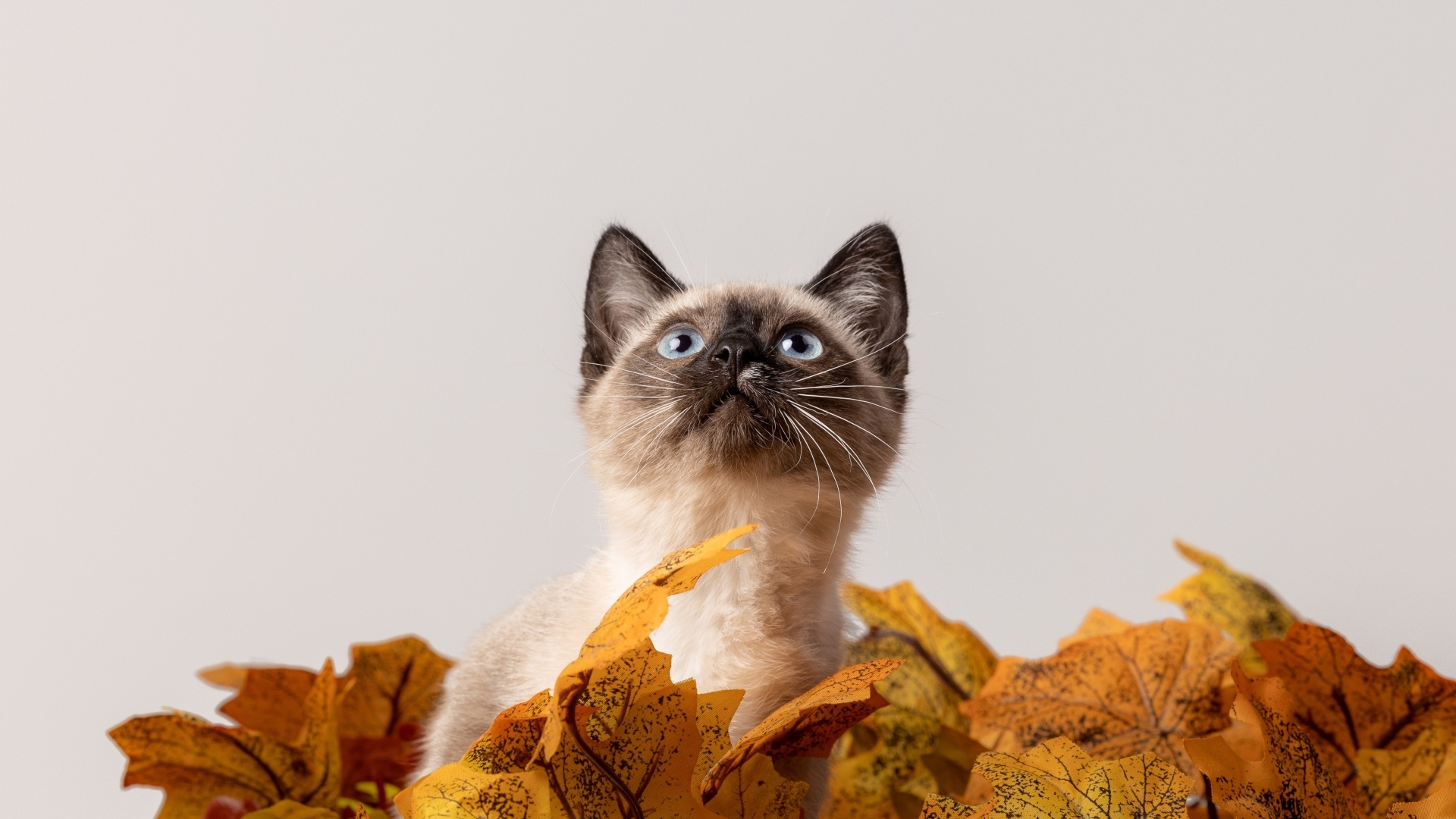 Маленький сиамский котенок в листьях на белом фоне