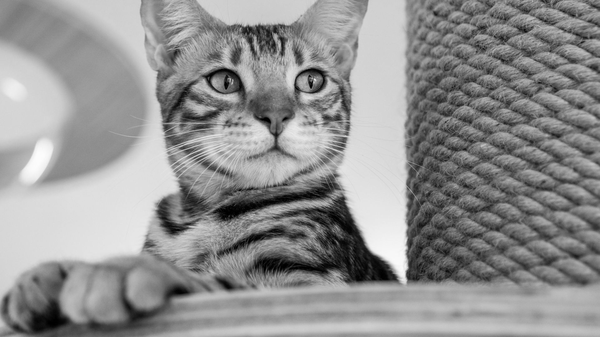 Серый кот стоит у когтеточки