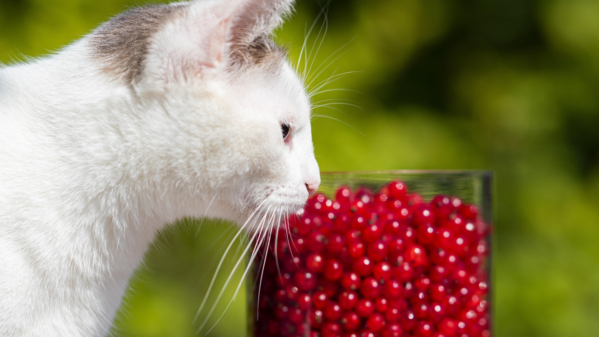 Белый кот нюхает ягоды красной смородины