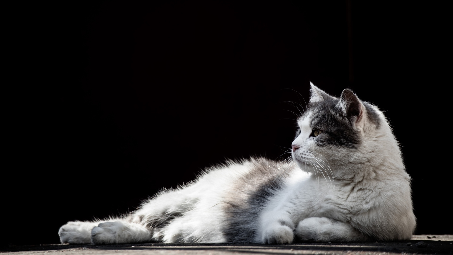 Белый с серыми пятнами кот на черном фоне