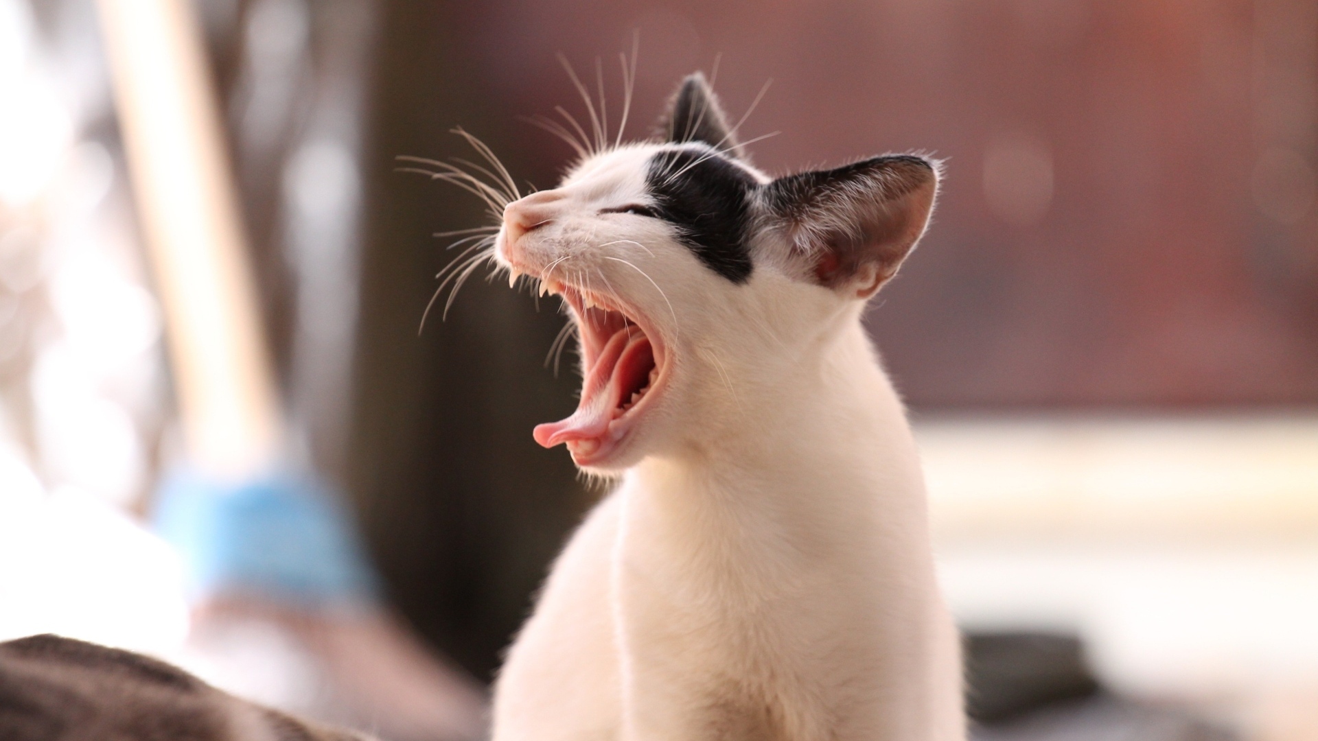 Зевающий черно белый кот 