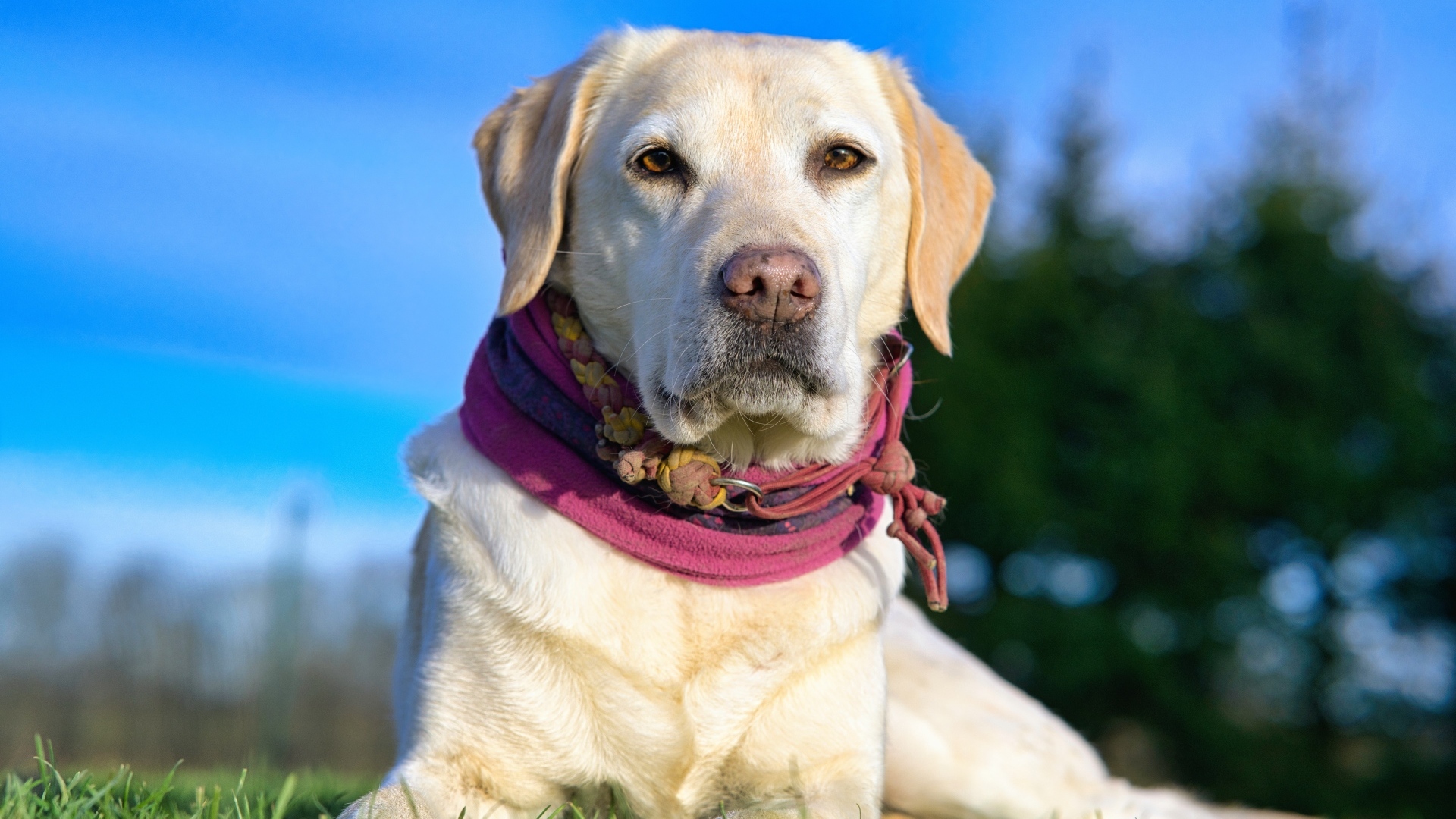 Красивый золотистый ретривер лежит на траве