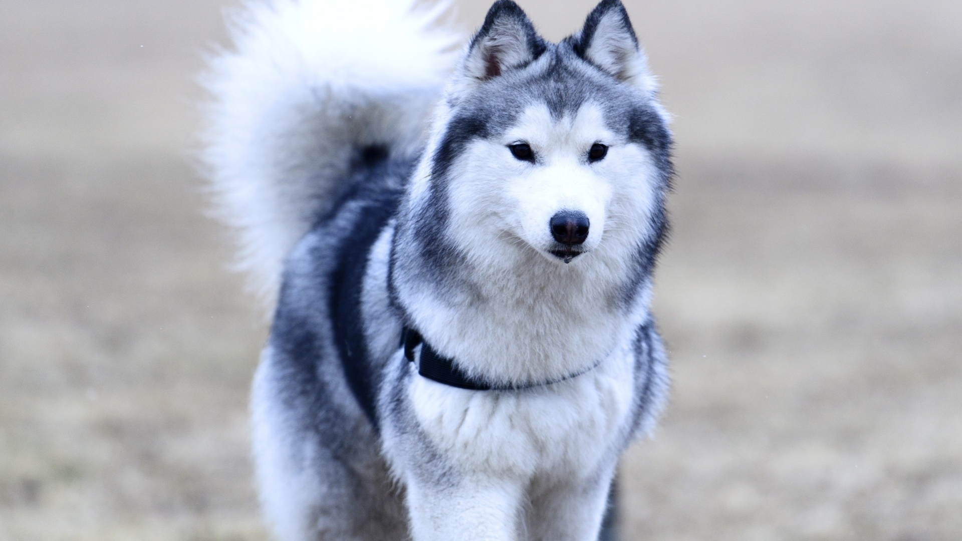 Красивая собака породы хаски