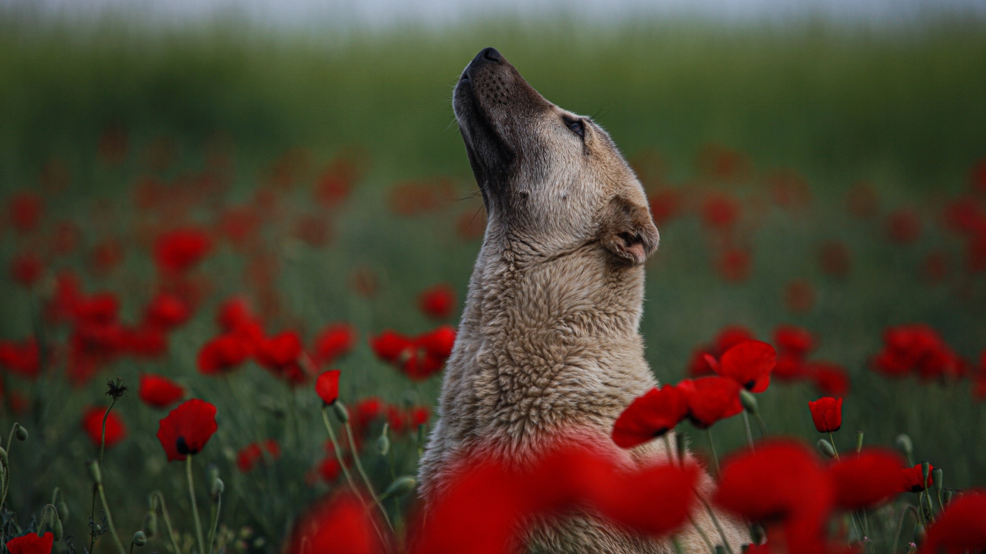 Большая собака сидит в цветах красного мака