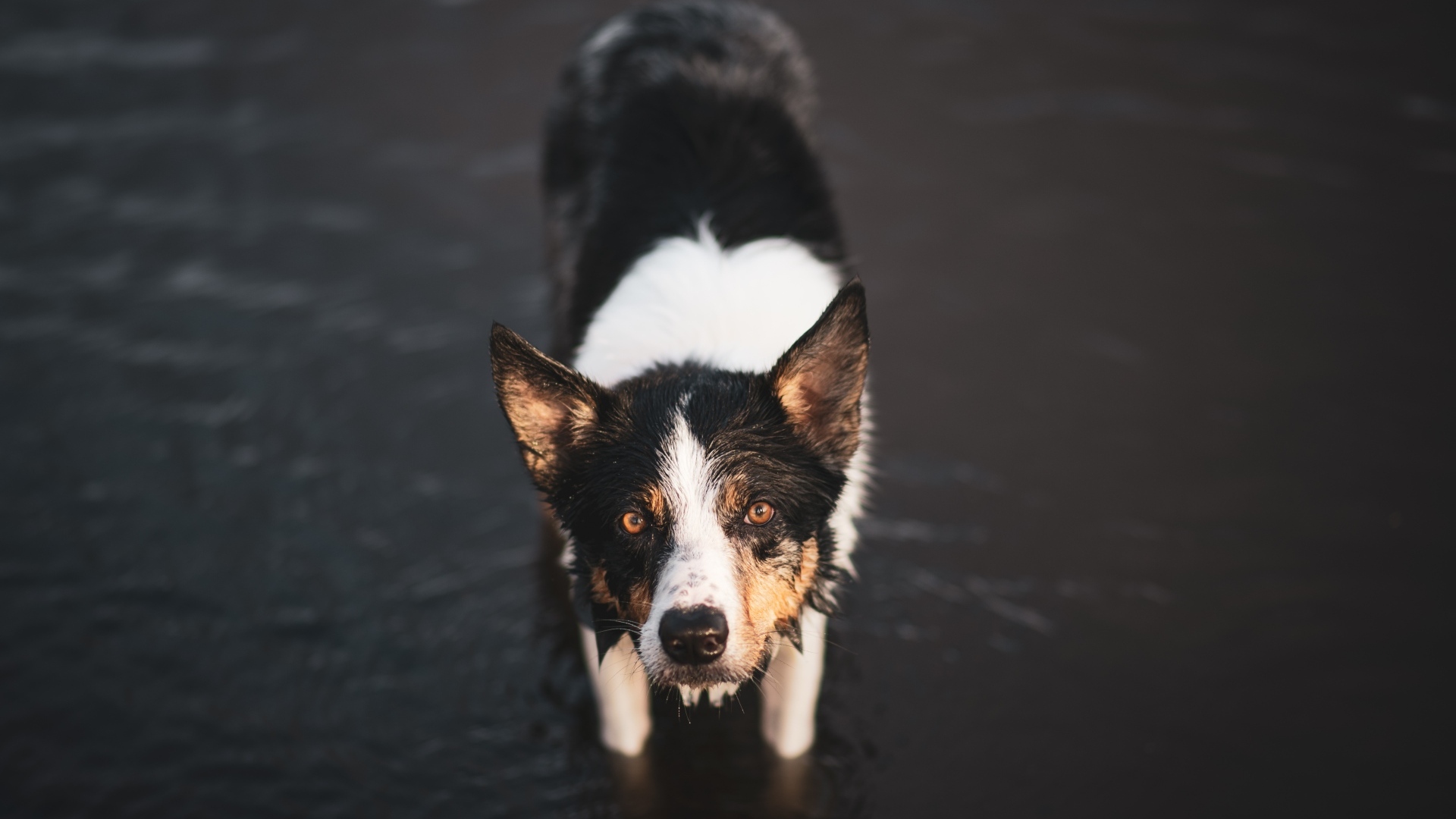 Собака породы бордер колли в воде